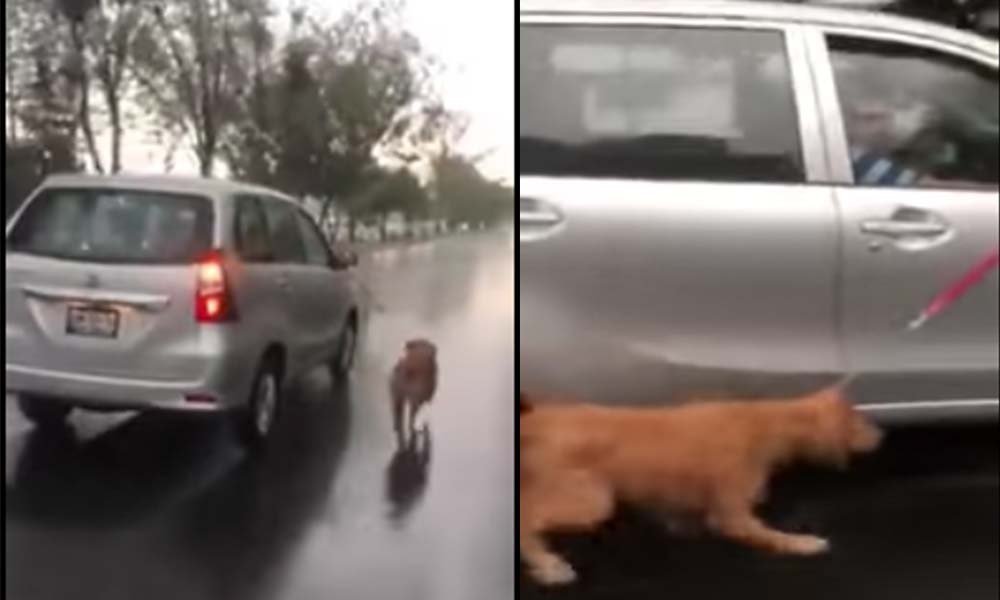 ¡Indignante! Perro es obligado a pasear bajo lluvia(VIDEO)
