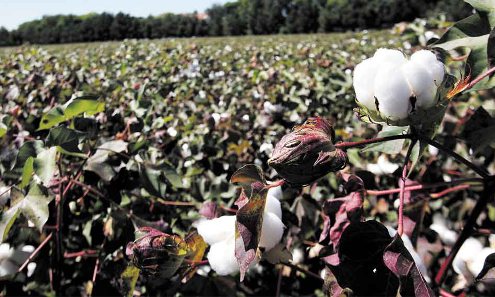 Reporta SAGARPA el avance de la siembra del cultivo algodonero en el Valle de Mexicali