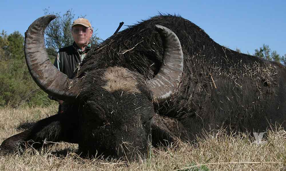 Búfalo mató a un cazador después de matar a un miembro de su manada