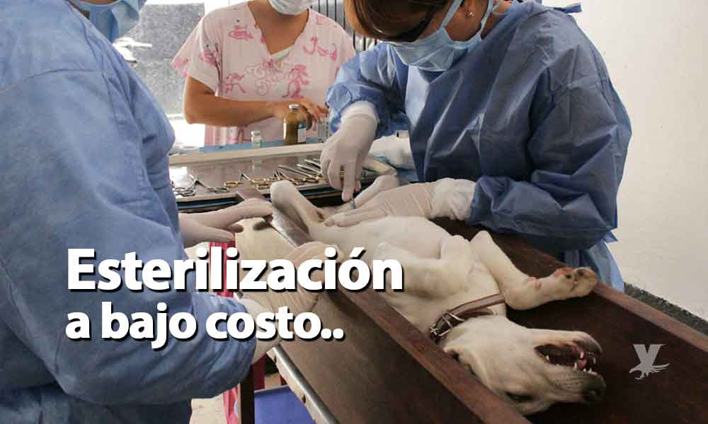 ¡Aprovecha! Esterilización de mascotas a bajo costo en Tecate