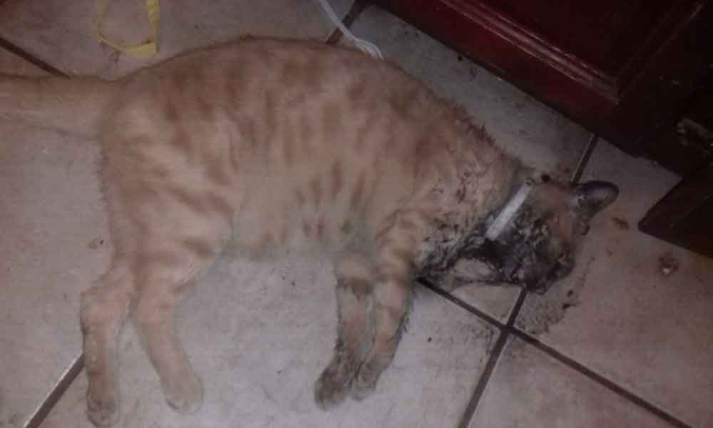 Mascotas encontradas muertas por envenenamiento en Tecate