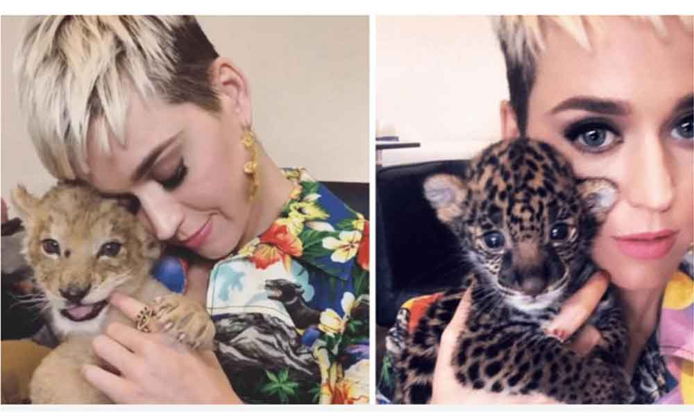 Katy Perry, acusada de abuso animal en su visita a México