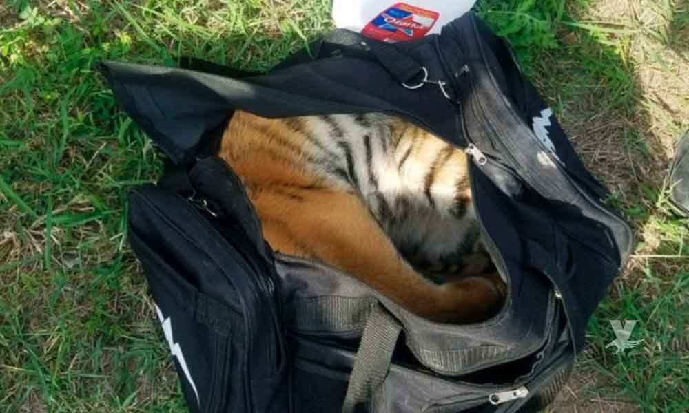 Un cachorro de tigre fue abandonado en una maleta por contrabandistas en la frontera