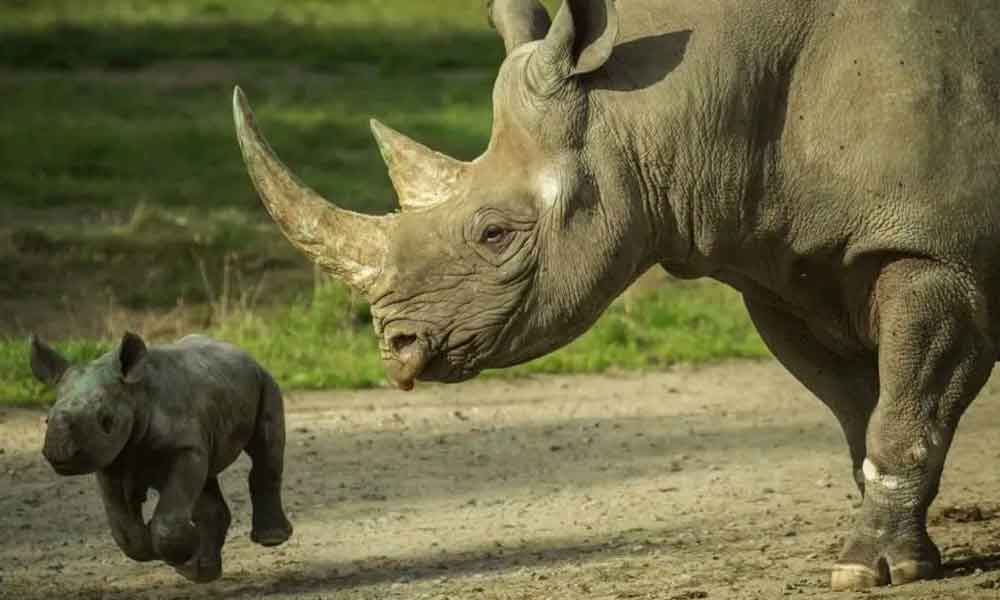 Cazadores matan a dos rinocerontes negros y a su cría en Parque Nacional