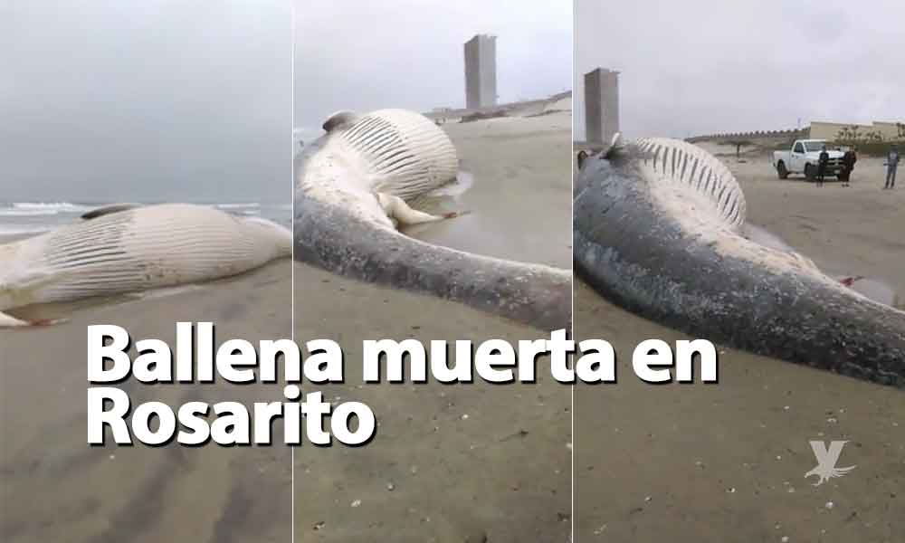Mar arroja ballena muerta en playa de Rosarito