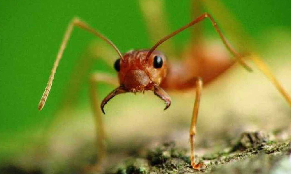 Hongo “parásito” convierte a hormigas en zombies