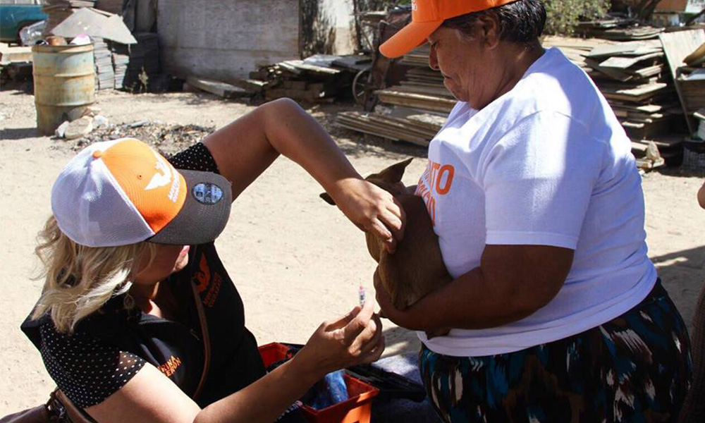 Inicia campaña de vacunación para perros en Tecate: Marina Calderón