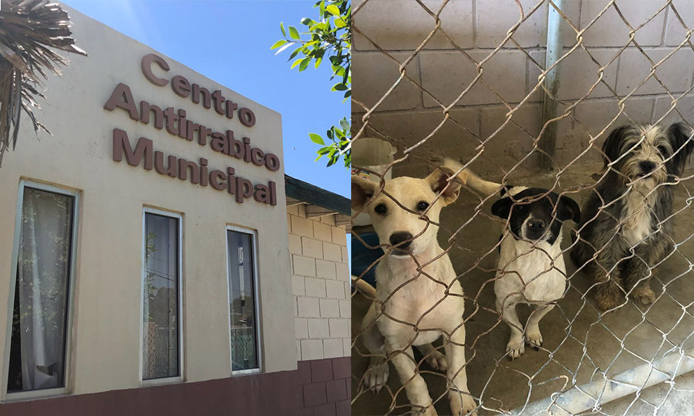 ¡No compres adopta! El Centro Antirrábico de Tecate tiene canes en adopción