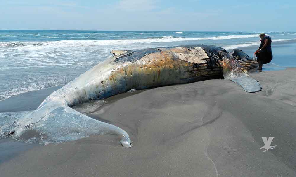 Muere ballena por ingerir 80 bolsas de plástico