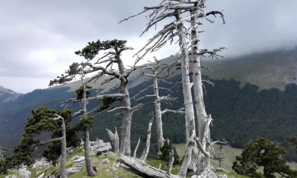 Descubren el árbol más viejo con  más de 1200 años, en Europa