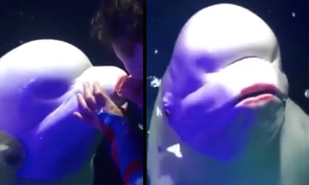 Despiden a cuidadora tras pintarle los labios a ballena beluga (VIDEO)