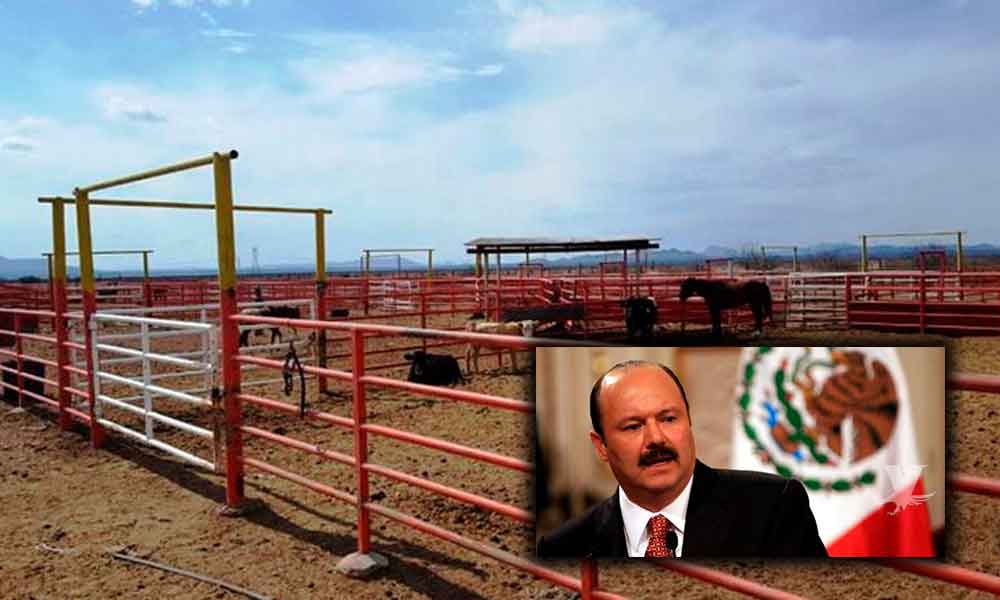 Gobierno gasta 250 mil pesos diarios para mantener el ganado de César Duarte