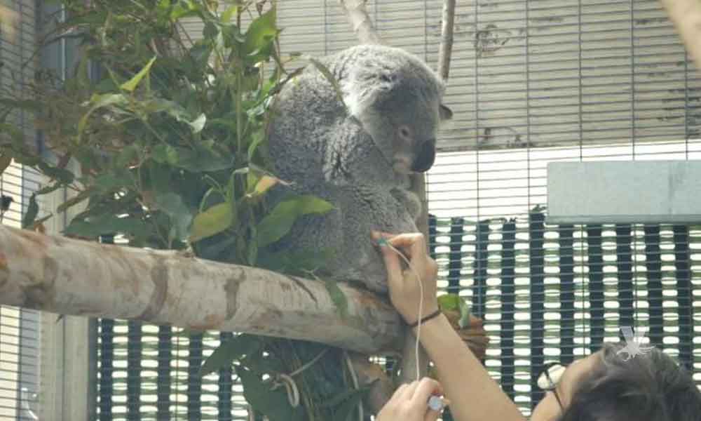 Quincy, el Koala con diabetes del Zoológico de San Diego