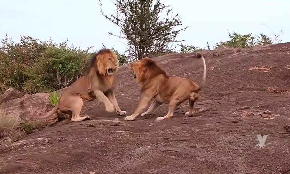(VIDEO) Hombre utilizó una “chancla” para impedir una pelea entre leones