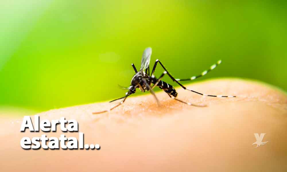 Advierte sector salud de Baja California sobre posible brote de dengue