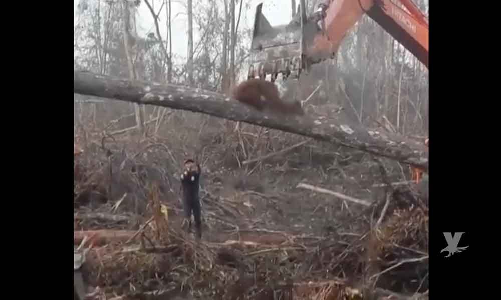 (VIDEO) Orangután enfrenta a excavadora para defender su hábitat en Indonesia