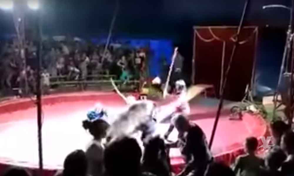 (VIDEO) Oso ataca ferozmente a empleado de circo tras ser azotado