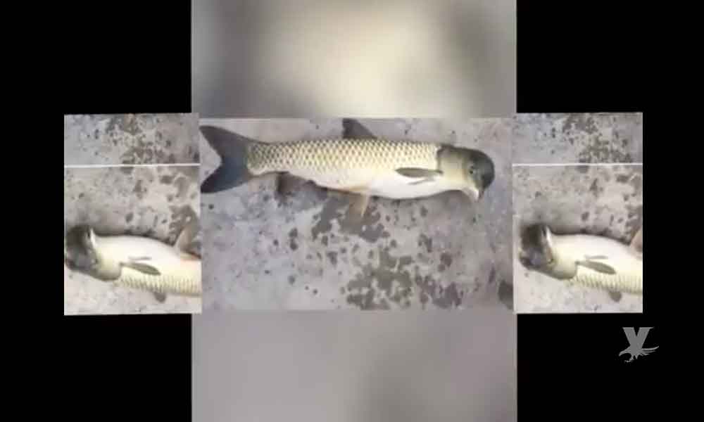 (VIDEO) Pescadores capturan extraña criatura, mitad pez y mitad pájaro “Pezájaro o avepez”