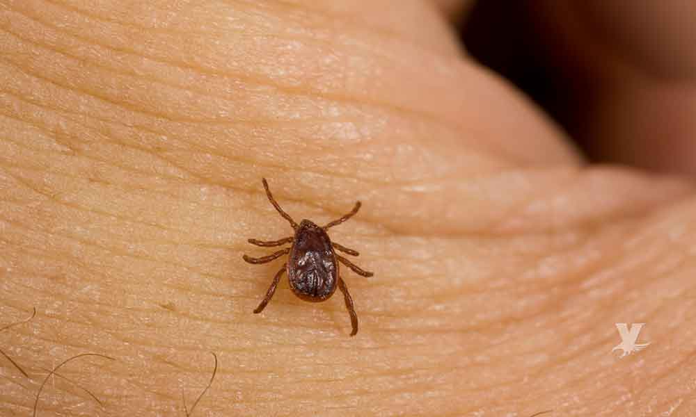San Diego tiene una severa invasión de pulgas, se reportan personas hospitalizadas