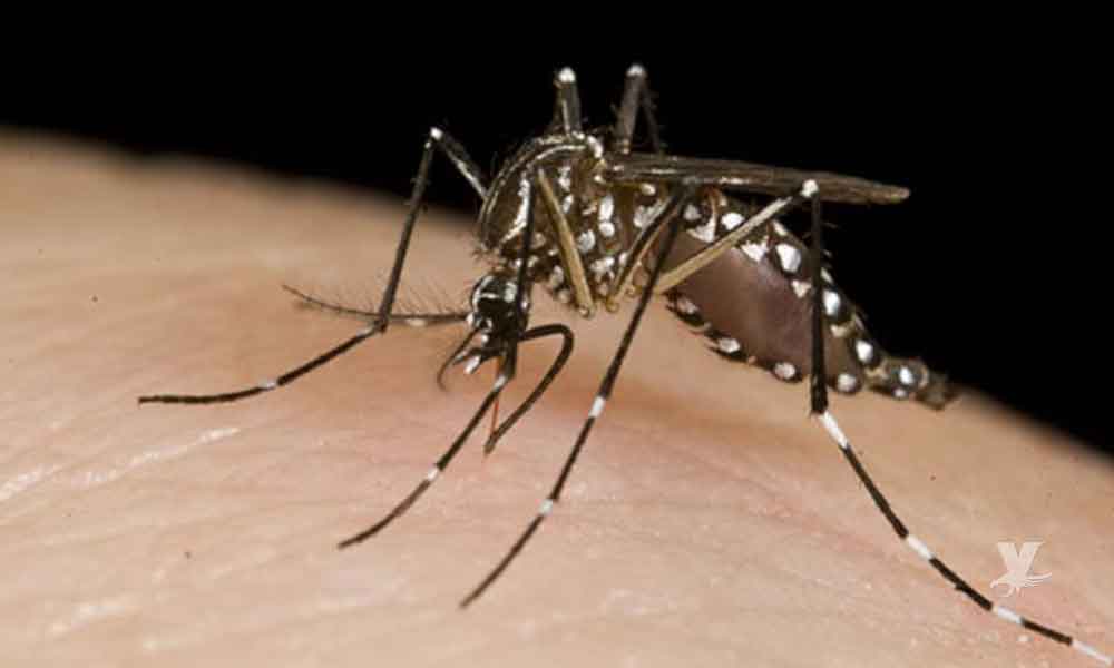 Advierten a la población ante posible brote de Dengue en Mexicali