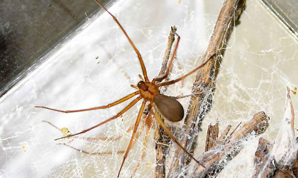 Alertan por presencia de araña violinista en Baja California