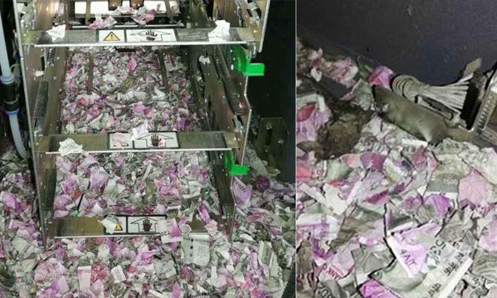 Ratas se comen más de 300 mil pesos en un cajero automático