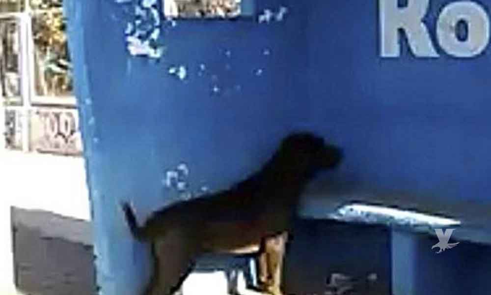Este es el “paranormal” caso del perrito que lleva mirando tres días una pared