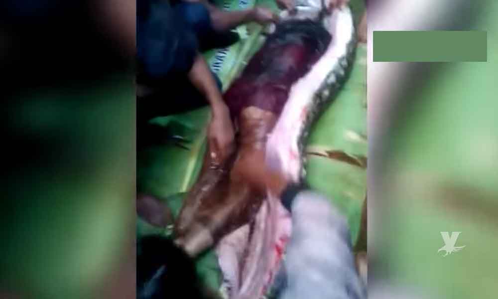 (VIDEO) Serpiente pitón devora a una mujer mayor en Indonesia