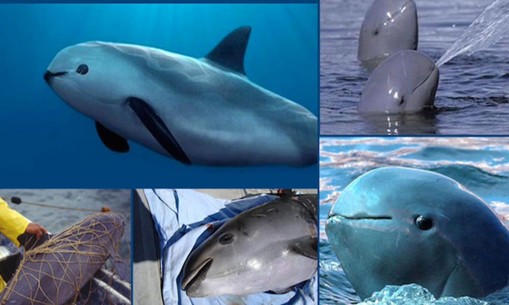 Unesco no declara “en peligro” el hábitat de la vaquita marina; Gobierno de EPN metió mano: ONG