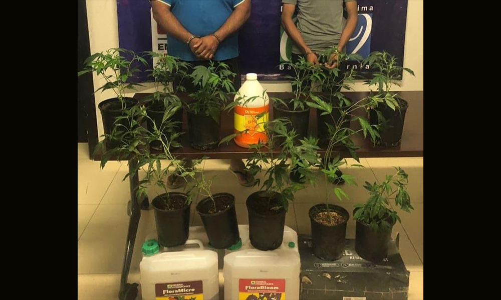 Aseguran a dos sujetos en posesión de plantas de marihuana en Tijuana