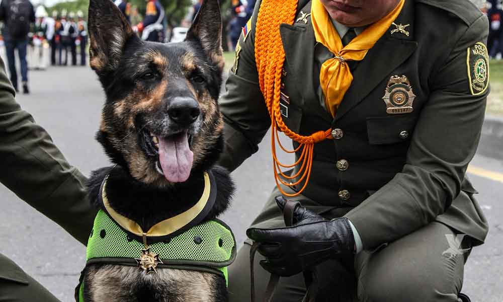 Cártel colombiano ofrece millones por “la cabeza” de Sombra, la perra policía que combate al narco