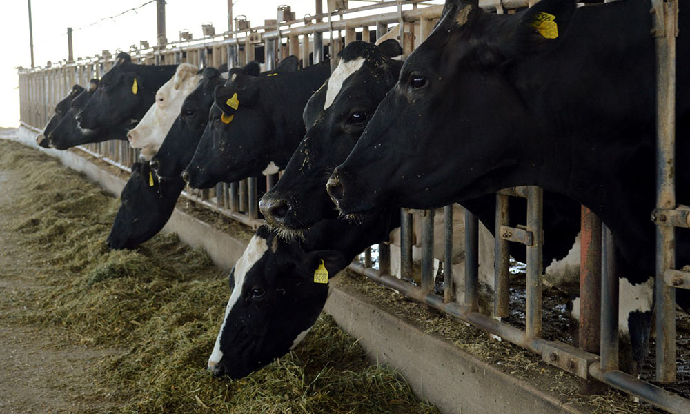 Capacitarán sobre el manejo del hato infectado de la producción de leche