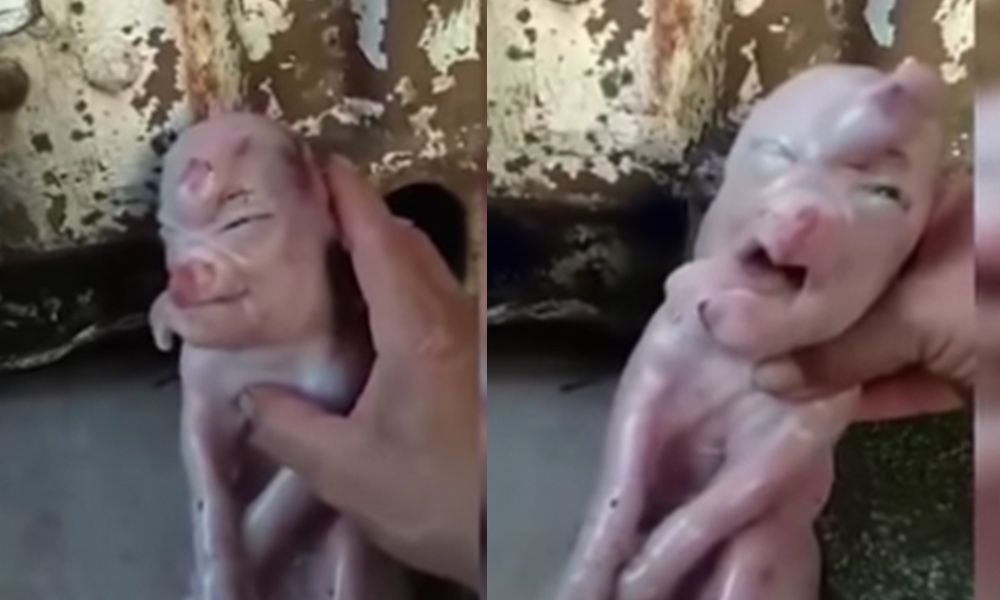 Nace en China un cerdo con rostro humano (VIDEO)