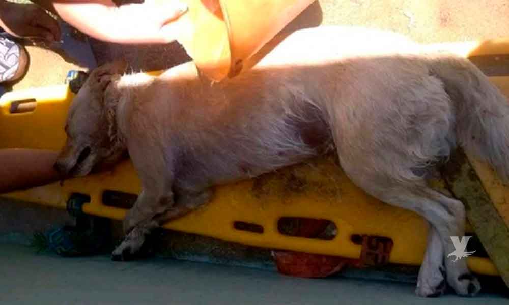 (VIDEO) Perro muere debido a que sus dueños lo dejaron encerrado en el automóvil