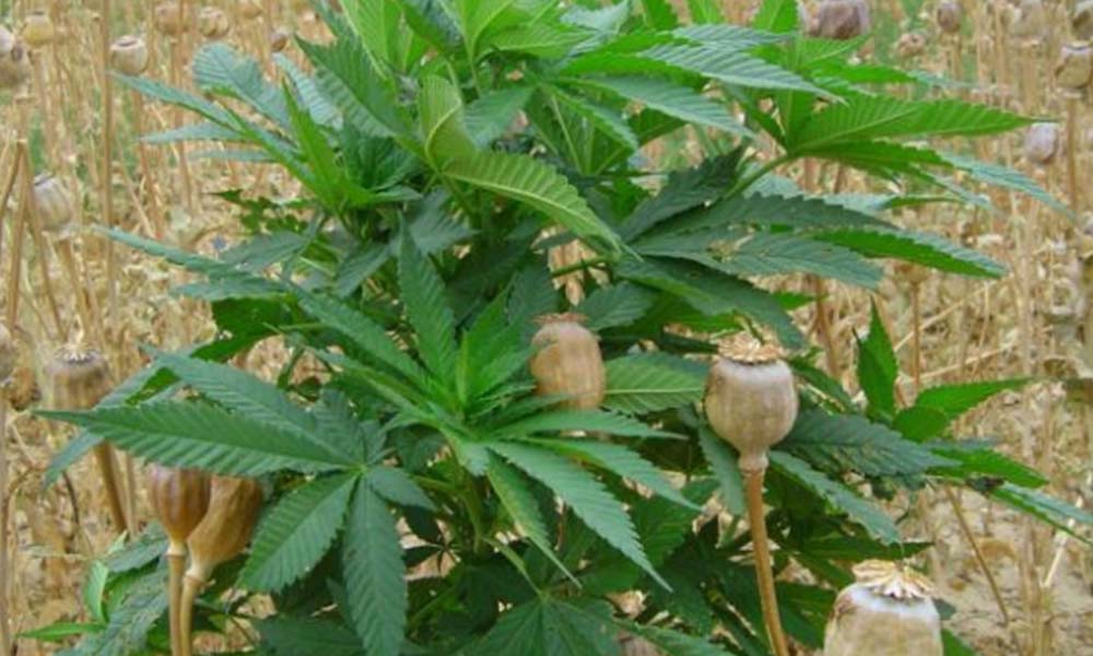 Futura Secretaria de Gobernación de AMLO buscará legalizar la marihuana con fines lúdicos