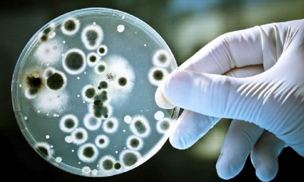 Alertan por bacteria “comecarne”  podría desatar epidemia