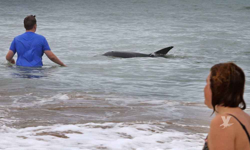 Delfín en celo acosó sexualmente a varios turistas en una playa de Francia