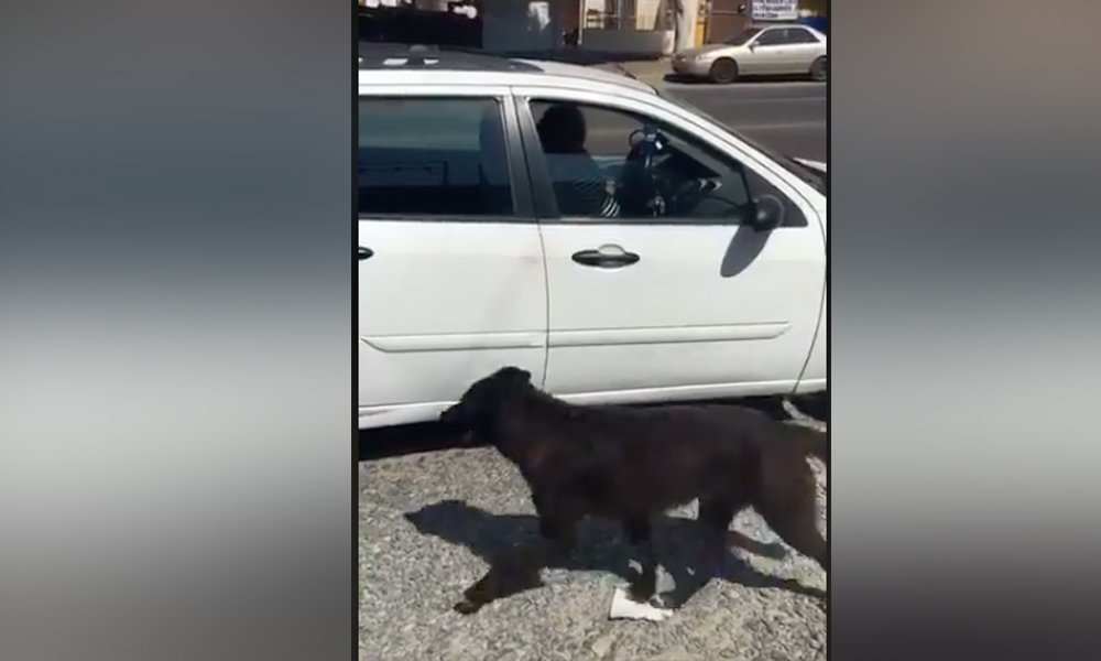 Captan a mujer abandonando a su perro en Playas de Tijuana (VIDEO)