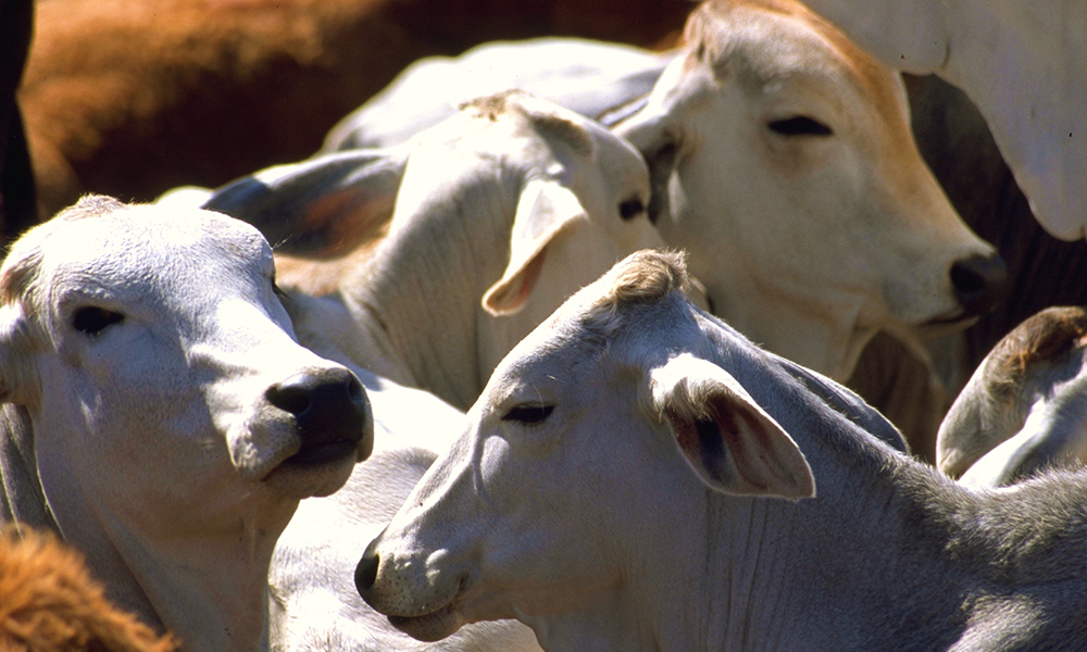 Presentan proyecto para la creación de centro de acopio de ganado bovino en Tecate