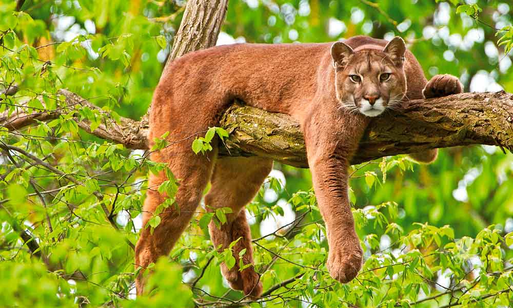 Autoridades de Estados Unidos buscan a Puma para sacrificarlo, atacó a un cazador y su hijo
