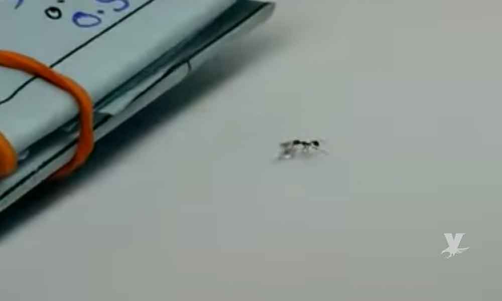 (VIDEO) Trabajadores atrapan a hormiga robando un diamante