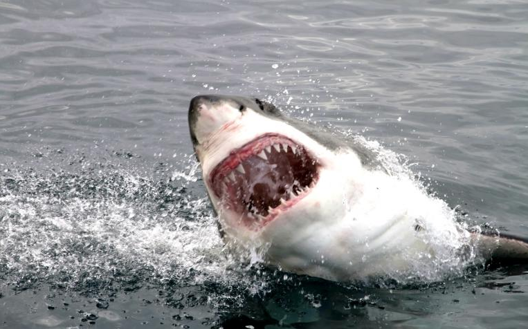 Tiburón ataca a niño en playa de San Diego
