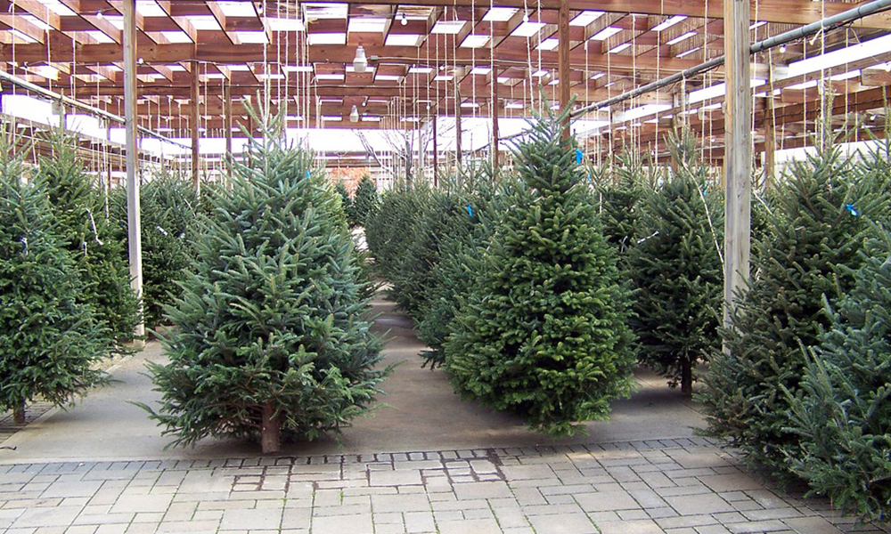 Amazon planea vender árboles navideños reales por paquetería
