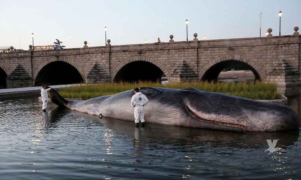 Aparece gigantesca ballena en el río Manzanares de Madrid, España