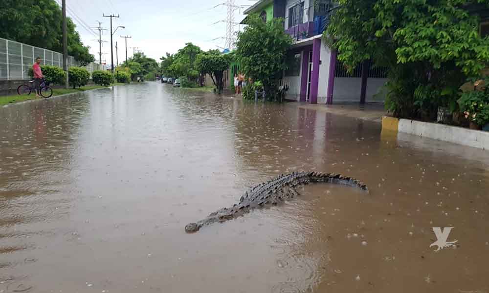 Capturan a cuatro cocodrilos en las calles inundadas por las lluvias en Michoacán