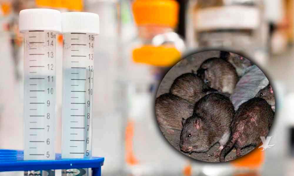 Registran primer caso de contagio de hepatitis E de ratas a humanos