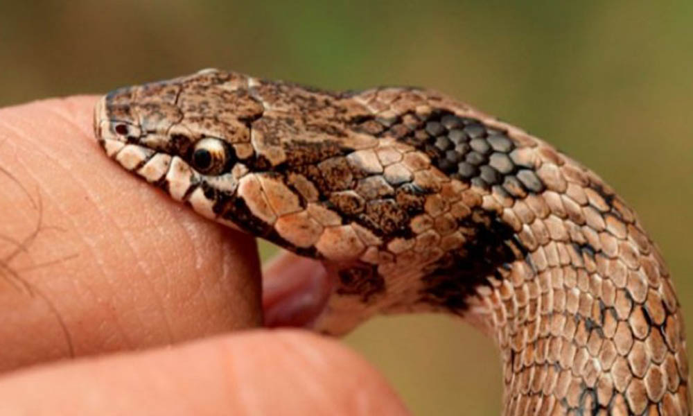 Convocan a tomar el curso de “Prevención y Manejo de Accidentes por Mordeduras de Serpientes” en Ensenada