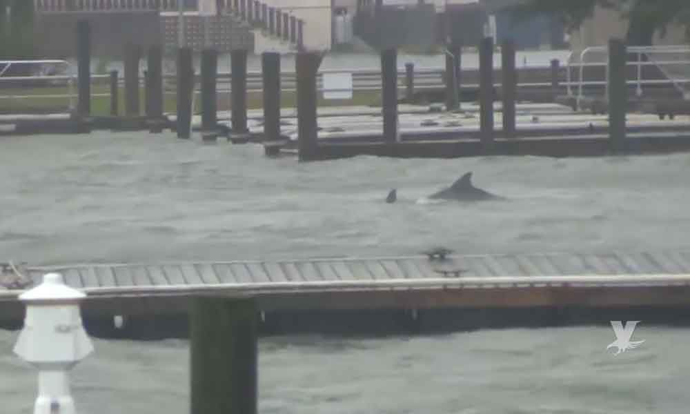 (VIDEO) Captan delfines nadando en calles inundadas por “Florence” en Carolina del Norte