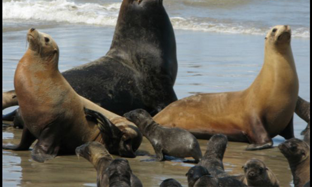 Detectan enfermedad en crías de lobos marinos similar a la viruela