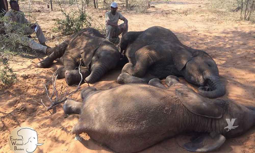 Organización encontró 87 elefantes muertos y sin colmillos en África